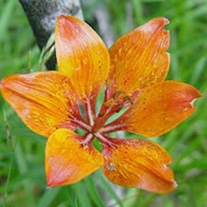 Meet your Posher, Jen